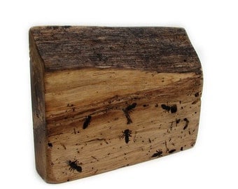Your Very Own Ant Colony - Eco Friendly Upcycled Rustic Natural Walnut Pyrography Wood by Tanja Sova