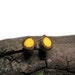 MINIATURE Cupcake Dandelion Caramel Yellow Twig Wooden Stud Earrings No 6 by Tanja Sova