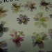 SALE Angel Wings Schizanthus Flowers Pressed and Preserved 20 pcs. 190 FL