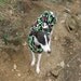 Italian Greyhound Dog Coat Sewing Pattern