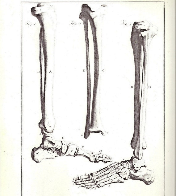 Lower Leg Bones or Femur and Knee Joint by Giuseppe del Medico