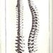 Spine Study on One Side of the Page and the Rib Cage is on the Reverse by Giuseppe del Medico to Frame or for Paper Arts, Collage and MORE