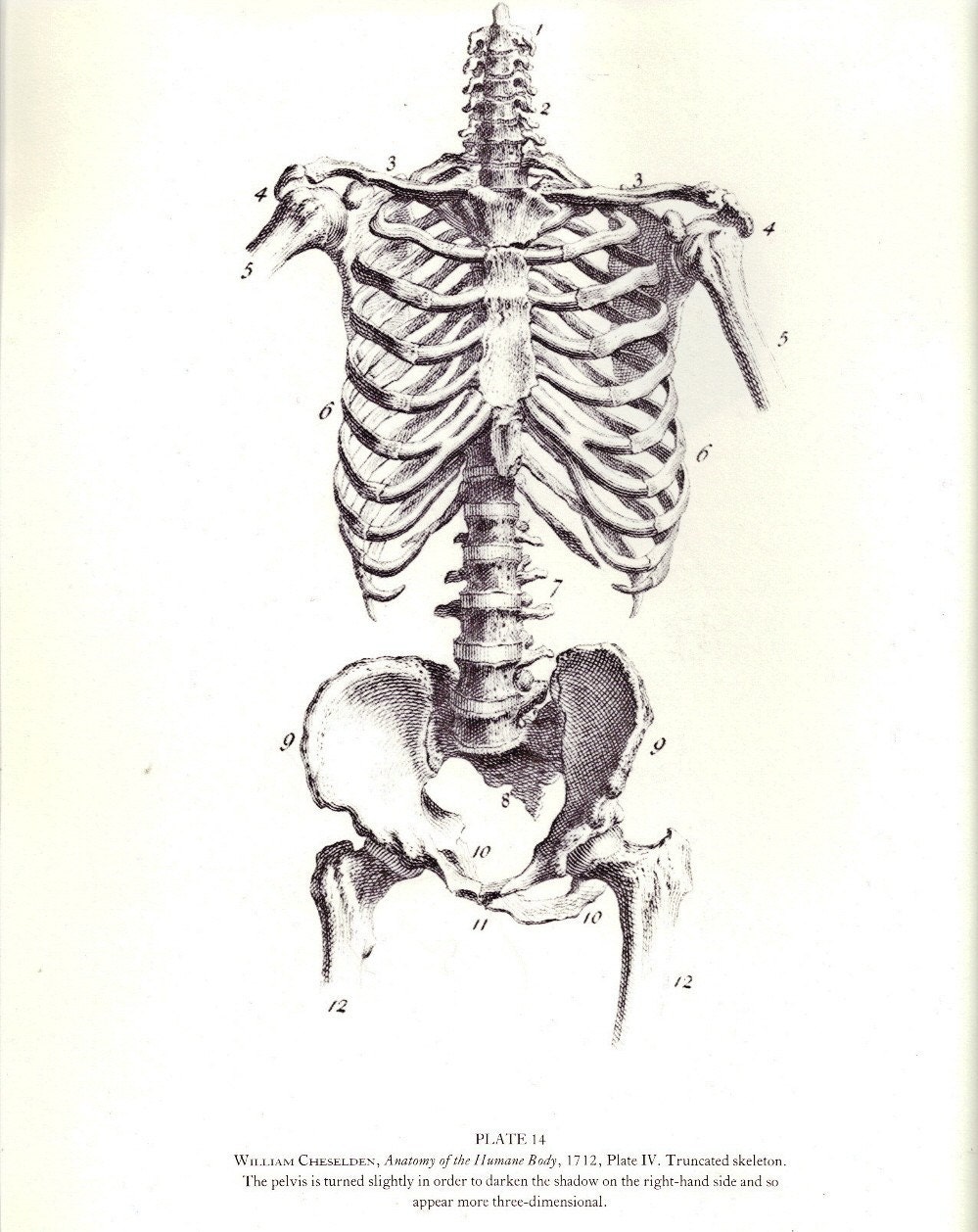 Antique Anatomy Illustration Truncated Skeleton Or A Skull Etsy Illustration Medical Illustration Human Skeletal System