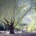 lazy afternoon - 8x12 - fine art print