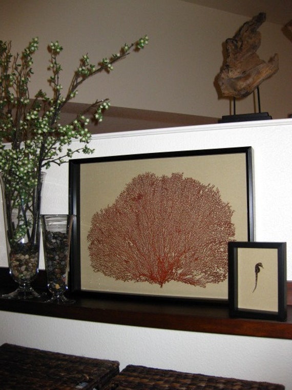 Large Framed Sea Fan Seafan Coral Reliquary Shadow Box