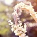 bridal flower crown natural vine with white flowers 'sonata'