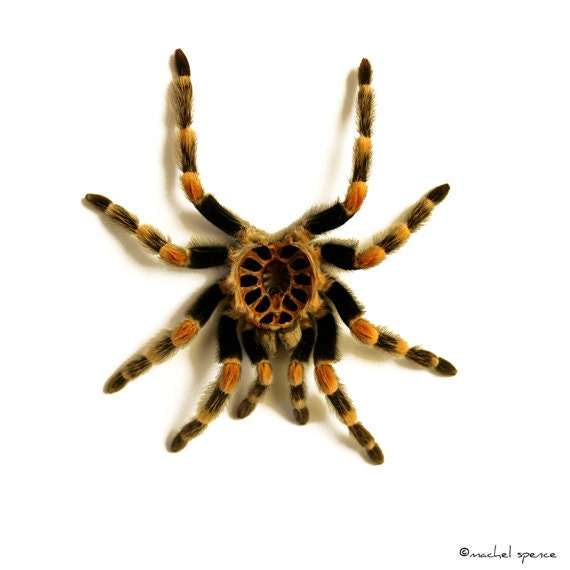 Tarantula Exoskeleton Photograph Natural By Machelspencephoto