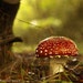 Amanita Mushroom Photograph 8X10 Mushroom Print Affordable Home Photography Prints Nature Photography Decor Nature Lover Woodland Scene