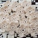 Crochet Ecru Flower Appliques