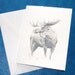 Moose Note Cards set of 5