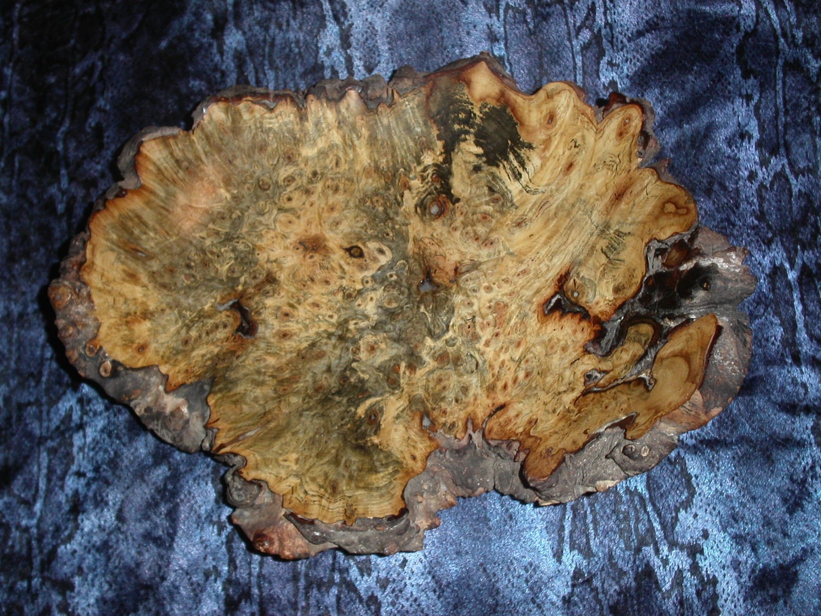 Large California Buckeye Burl Natural Edge Bowl 'Birth
