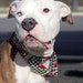 Martingale Option for Collar - Must be purchased along with a collar