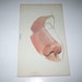 Vintage 1960s Children's Large Flash Card with Picture and Word for Nose in Spanish and English