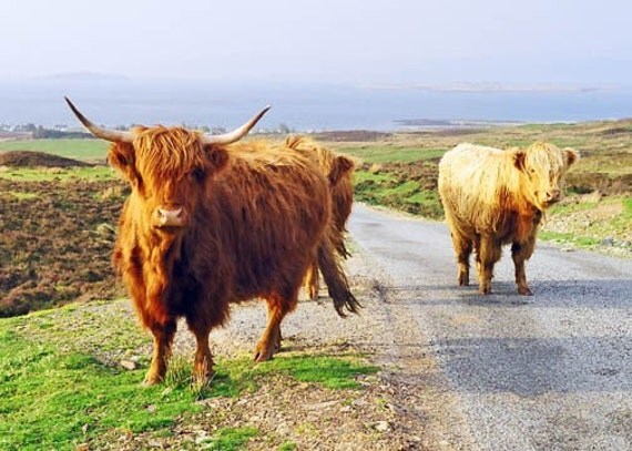 Highland Coos Scottish Cows Scotland Photography Island of