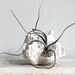 Large Vintage Barnacle Specimen Piece