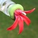 HUMMINGBIRD FEEDER--Lobelia cardinalis on Square Bottle