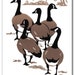 Canada Geese Block Print Holiday Card