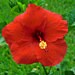 Kathy Simonton