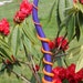 Iris Purple Silly Wolly Worm With Orange Wrap Glass Garden Art Sculpture Outdoor Yard Decoration