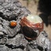 Prehnite Copper Spiral - ring (size 6.5)