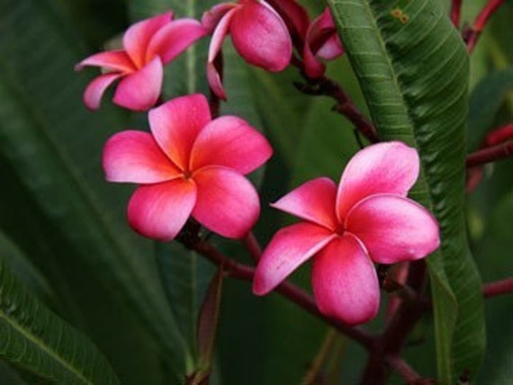 WAIMEA PLUMERIA SEEDLING HAWAIIAN LEI FLOWER LIVE