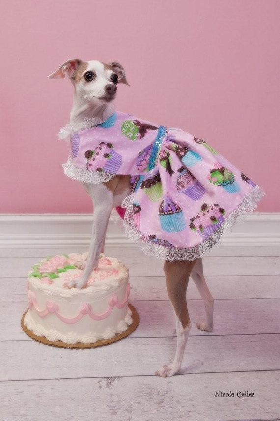 Items similar to Pet Clothing Italian Greyhound Dress To Order on Etsy