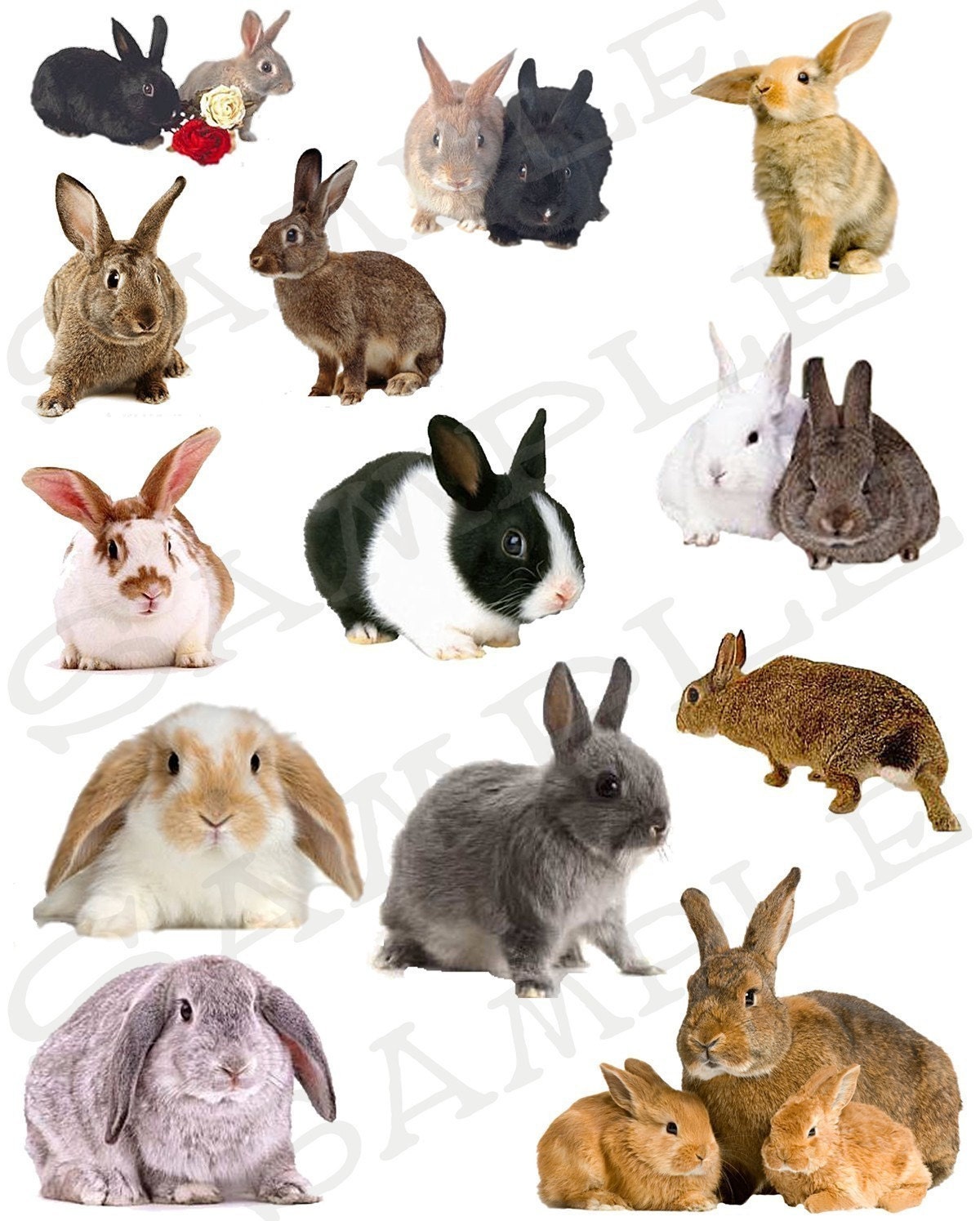 Bunny Rabbits Collage Sheet 11 You will get a Jpeg and
