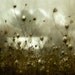 Winter Photograph, Snow print, queen annes lace, home decor, Fine Art Photograph