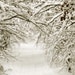 Path to Narnia - 8x12 Fine Art Photograph