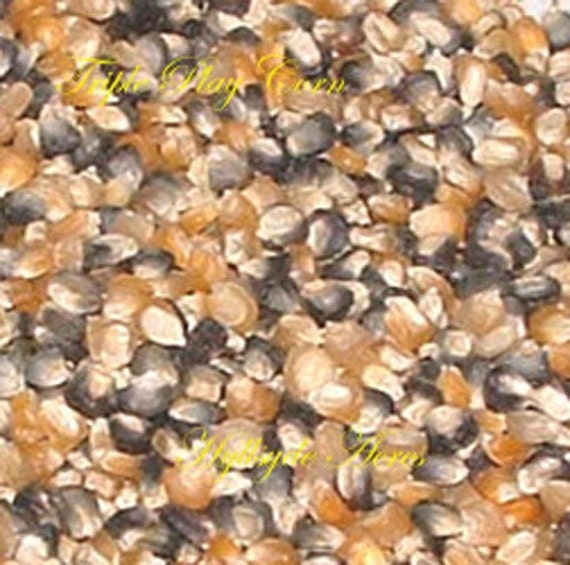 Triple Play Corn open pollinated vegetable seeds