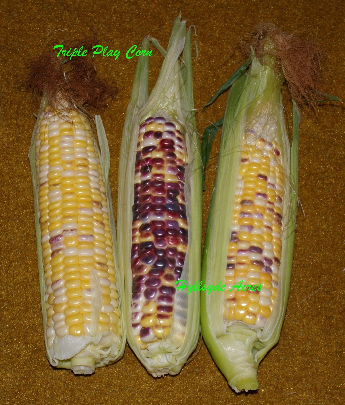 Triple Play Sweet Corn Seed