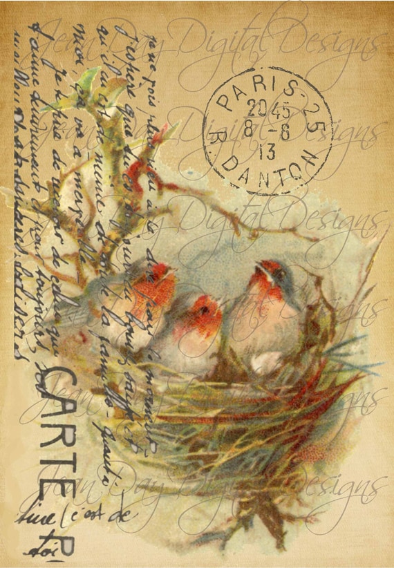 French Birds in Nest Large image French Postcard Tag