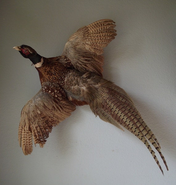 Taxidermy Mounted Pheasant