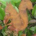 Squirrel Garden Stake