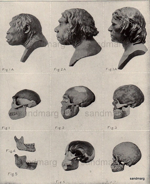 races of mankind