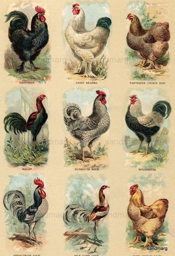 Download 1894 Larger Breeds of Fine Poultry Chart Antique