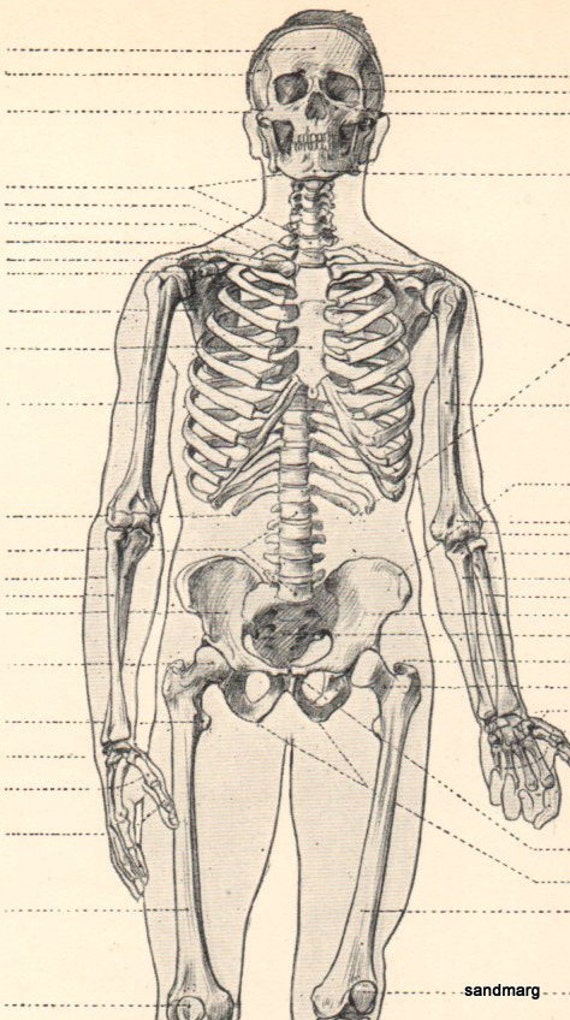 Human Anatomy Front View of Male Figure Skeleton 1911