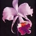 1907 Purple Orchid Thomas Young New Jersey for Framing