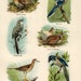 1896 Interesting American Birds Chromolithograph