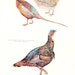 Vintage Ringneck Pheasant and Wild Turkey Print by Luis M Henderson to Frame