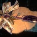 Amulet of Family Harmony, Protection and Togetherness
