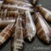 Cowrie - Opaque White - Cocoa Brown Czech Glass Daggers - Qty 15
