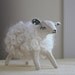 little white sheep in wool...