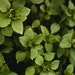 ON SALE Chickweed Soothing Ointment 2 Ounces