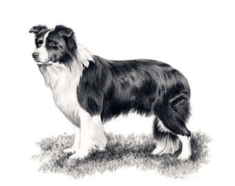 Long Haired DACHSHUND Dog Pencil Drawing Art Print by k9artgallery