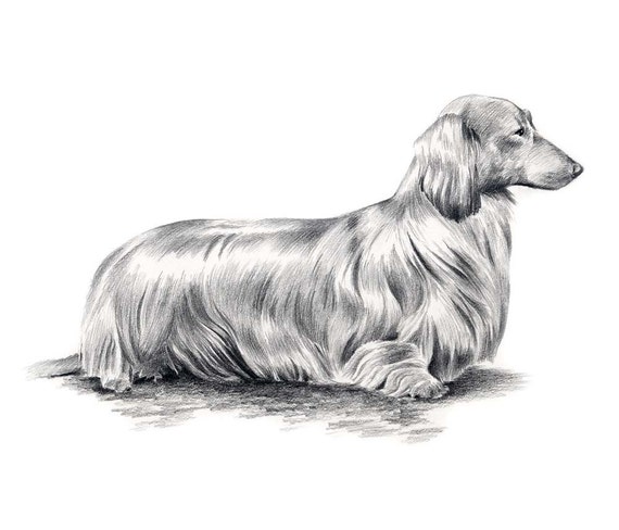 Long Haired DACHSHUND Dog Pencil Drawing Art Print Signed by