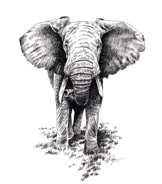 AFRICAN ELEPHANT Wildlife Art Print Signed by Artist DJ Rogers