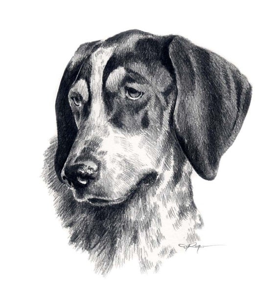 BLUETICK COONHOUND Dog Art Print Signed by Artist DJ Rogers