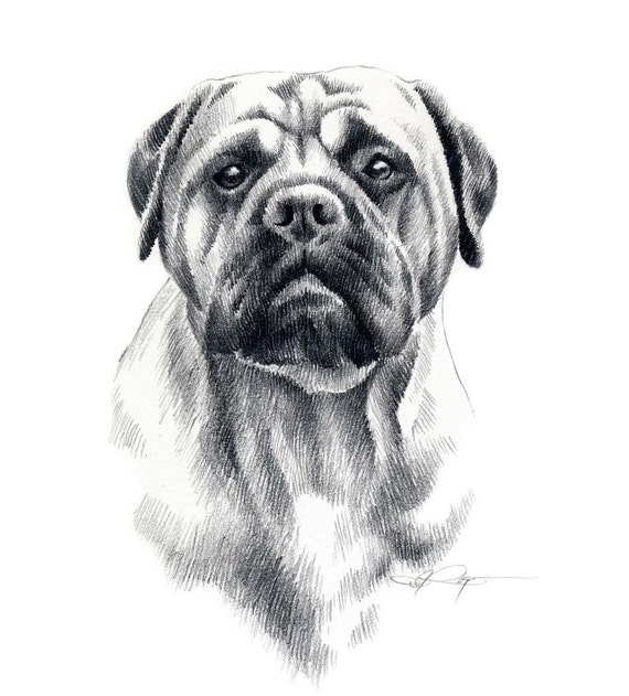 Download BULLMASTIFF Dog Art Print Signed by Artist DJ Rogers
