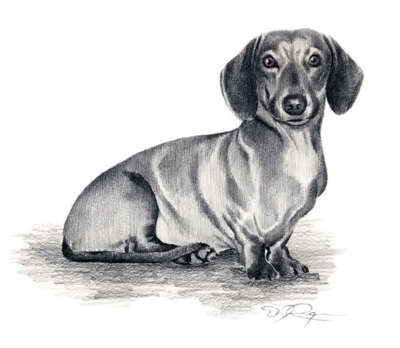 DACHSHUND Dog Art Print Signed by Artist DJ Rogers